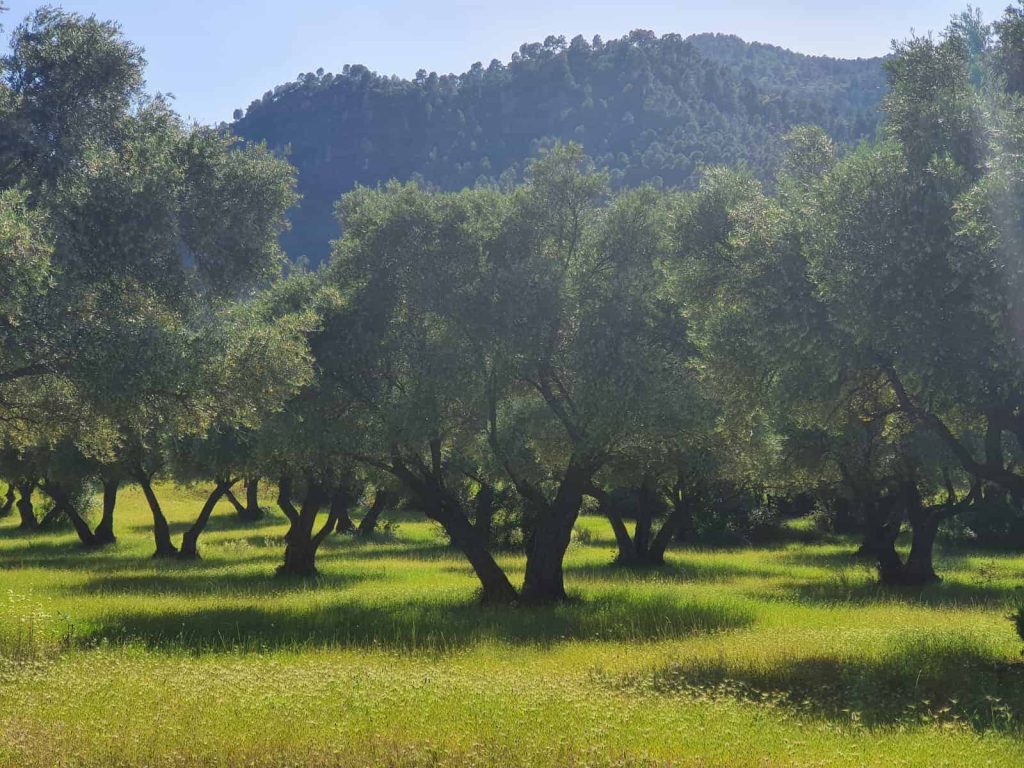 olivo ecológico