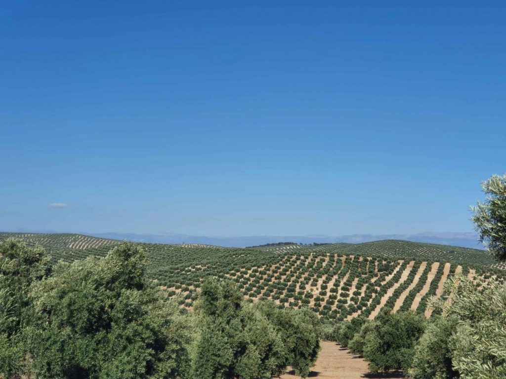 olivar andaluz