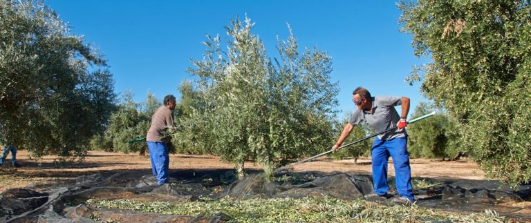 finca de olivos cosecha