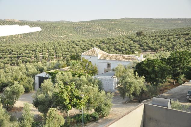 visitar almazara