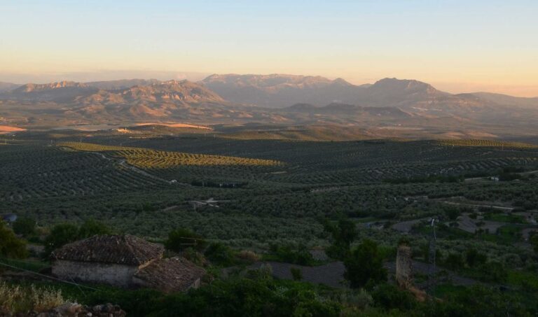 Mirador del salvador úbeda mar de olivos
