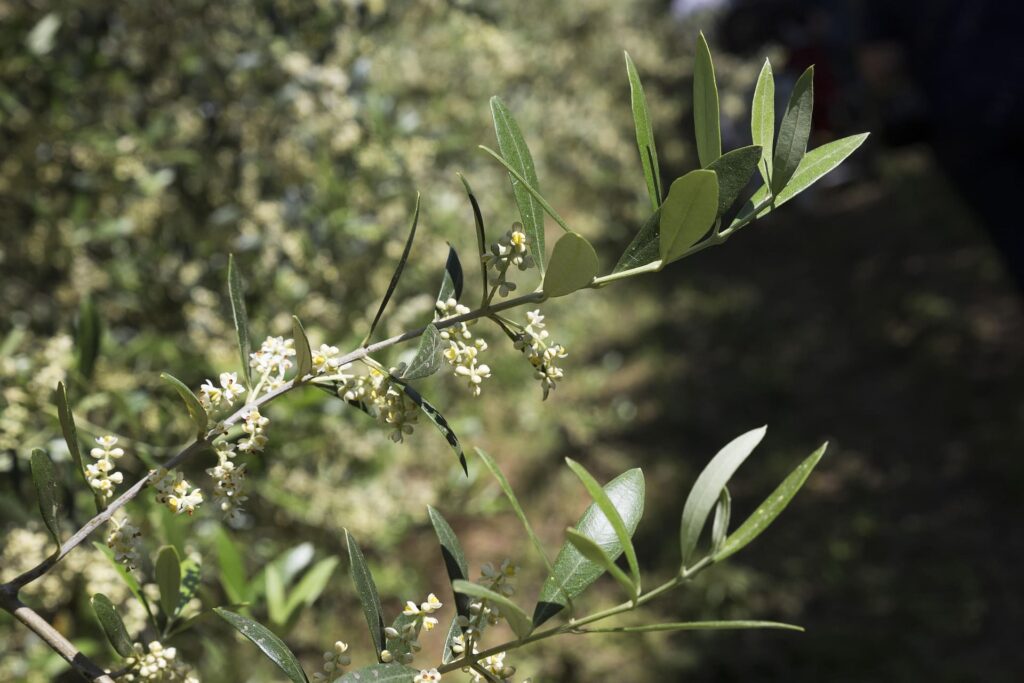 cuando florece el olivo