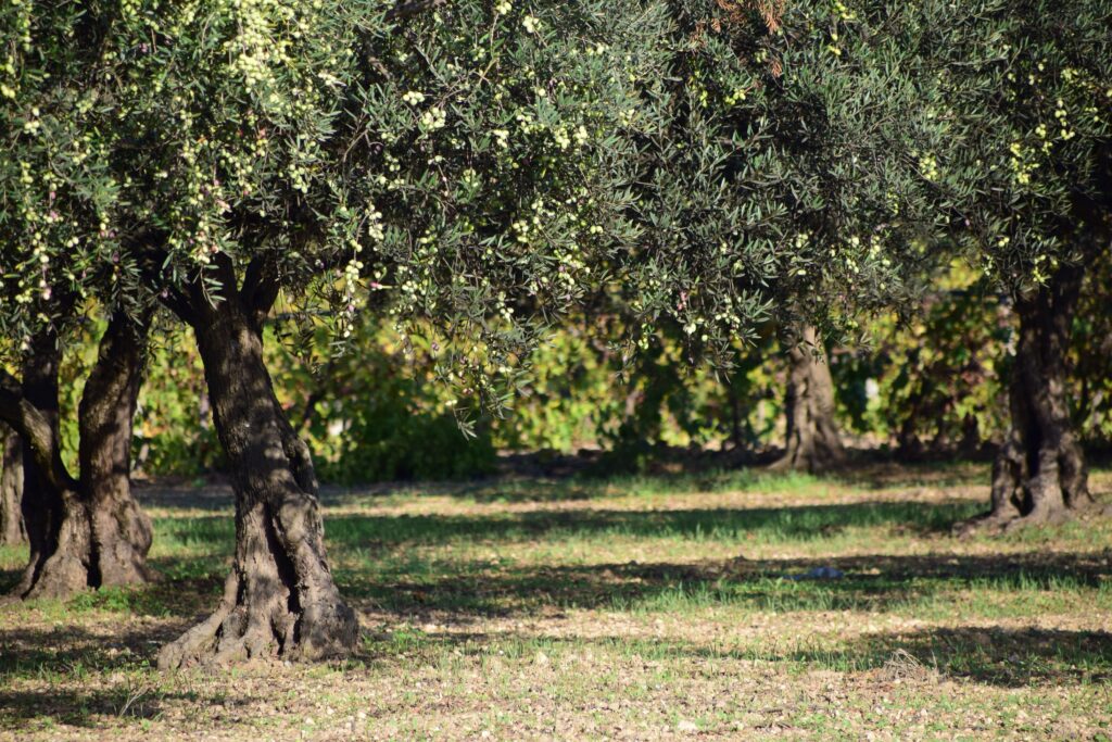 fruto del olivo