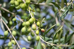 Aceite de Oliva para el pelo, un Nutriente Natural 3 Las aceitunas son frutas