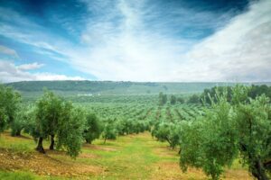 finca de olivos