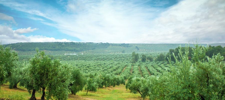 finca de olivos